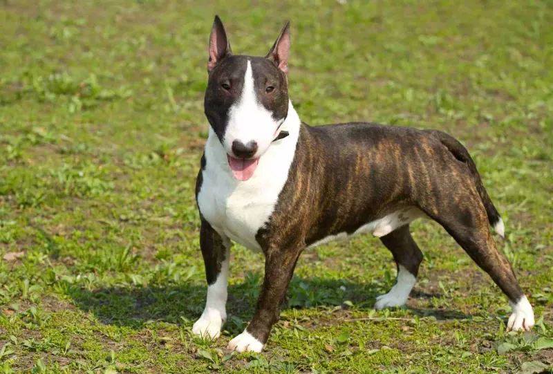 Bull Terriers