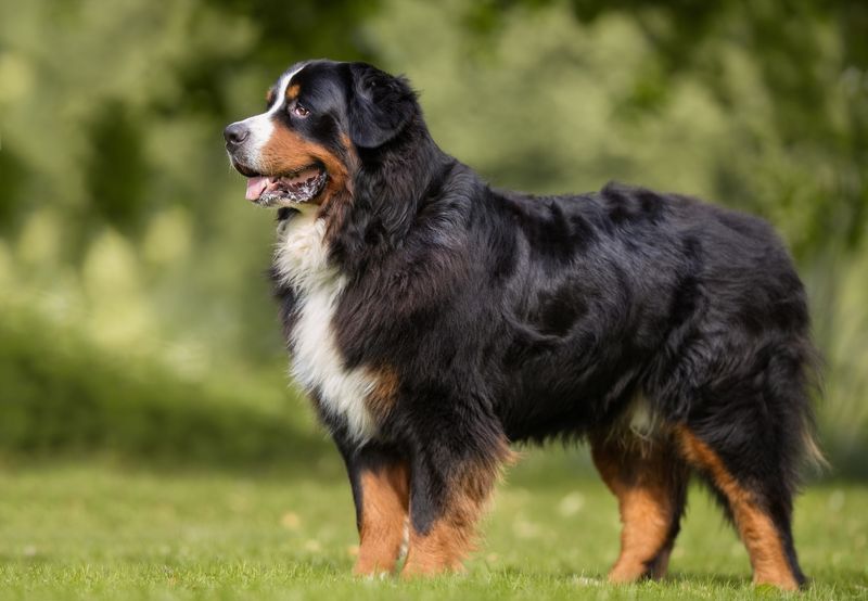 Bernese Mountain Dogs: Protective Teddy Bears