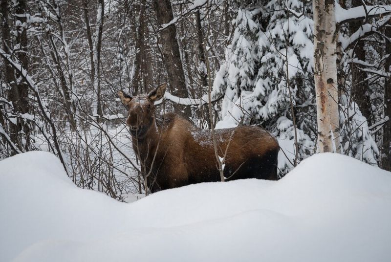 Approaching During Winter Stress Periods