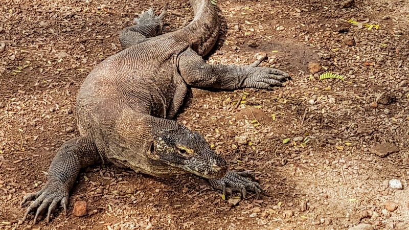 Komodo Dragon (Indonesia)