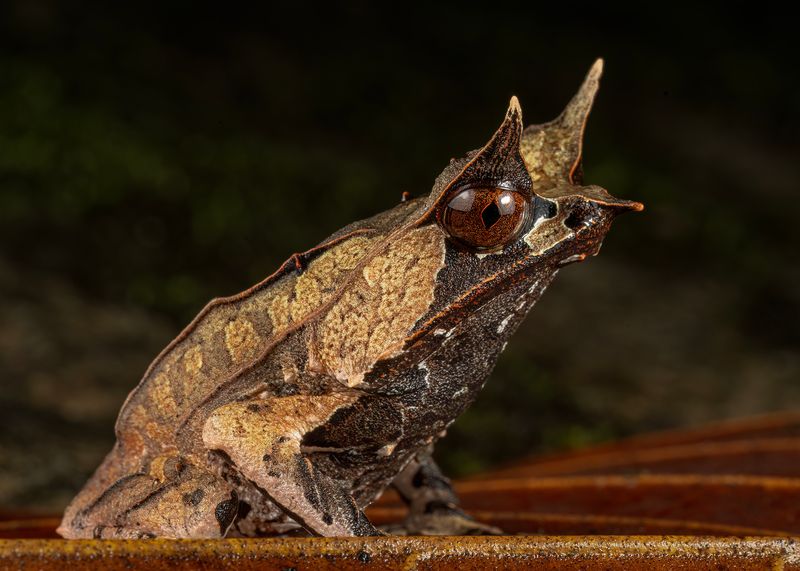 The Leaf-Mimic With A Snake-Like Snout