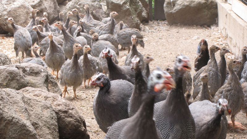 Guinea Fowl: Nature's Feathered Panic Buttons