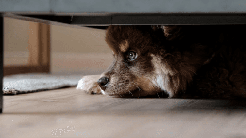 Avoidance Or Hiding