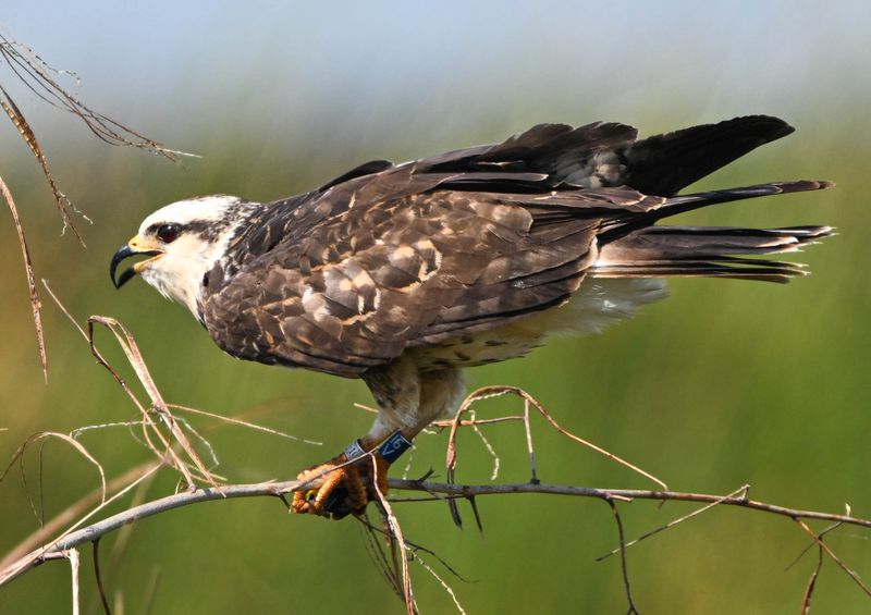 Download A Bird ID App