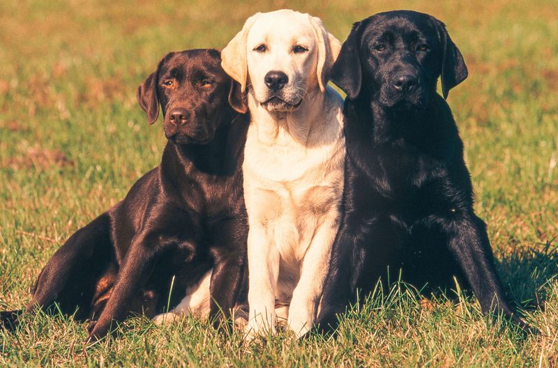 Labrador Retriever