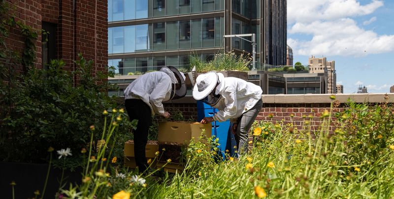 Community Gardens Reserve Space For Hives