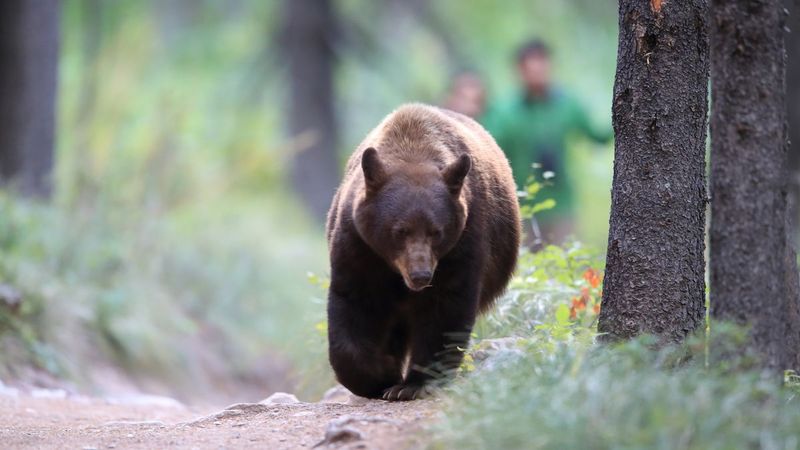 Avoid Hiking At Dawn Or Dusk When Bears Are Most Active