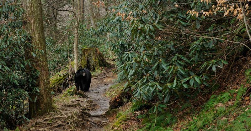 Keep Your Distance If You Spot A Bear