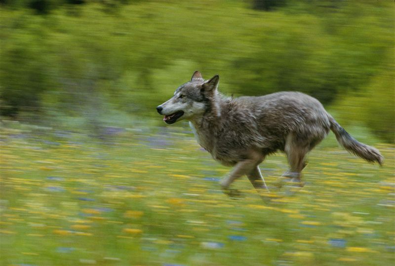 Scent Detection Over Long Distances