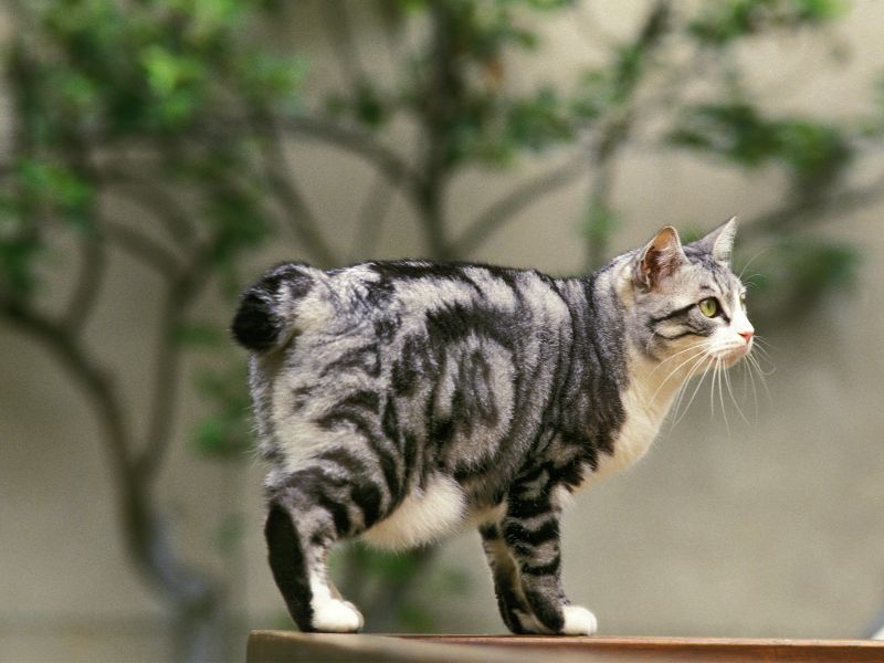 Playful Pranksters: Japanese Bobtail For Fun-Loving Jokers