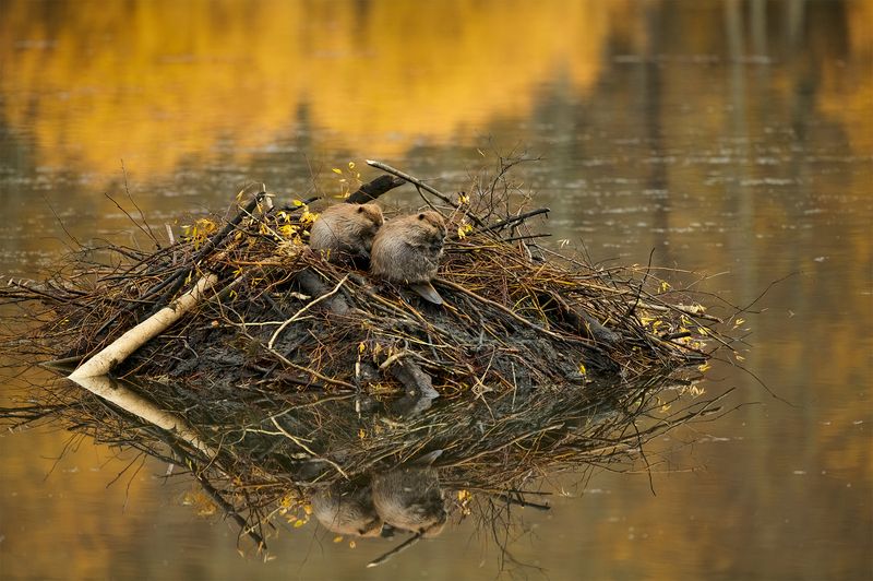 Industrious Beavers