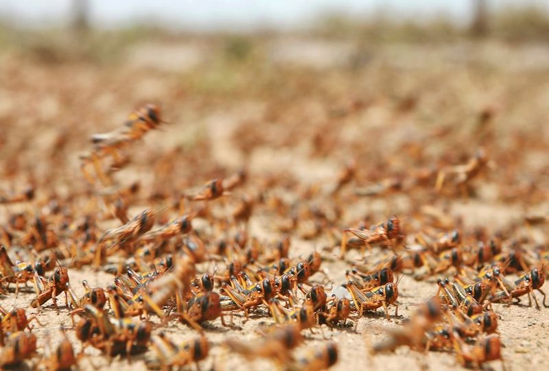 Grass Destroyers: Grasshoppers