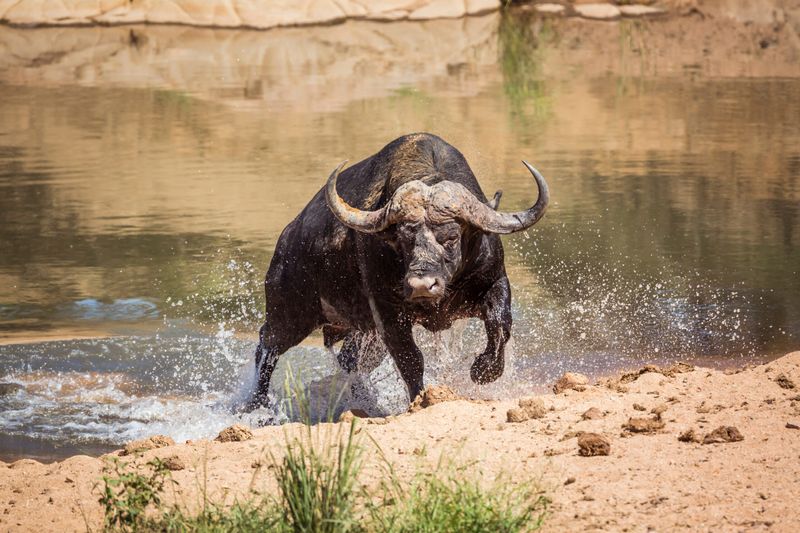 Charging Behemoths: Cape Buffalo
