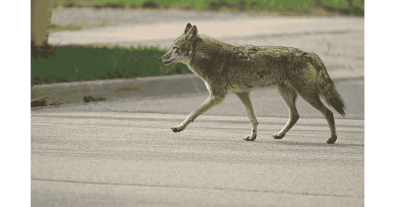 Nighttime Nuisances: Coyotes