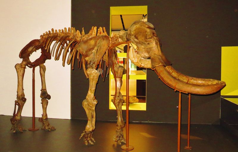 Palaeoloxodon Mnaidriensis (Mnaidrian Elephant)