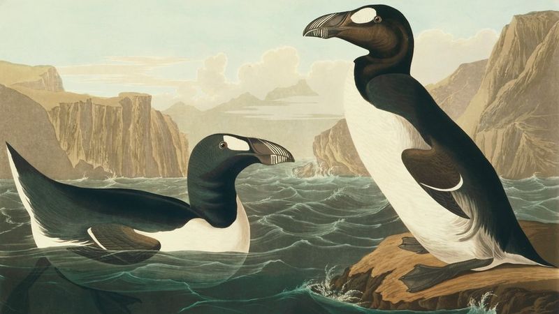 Great Auk: The Original Penguin
