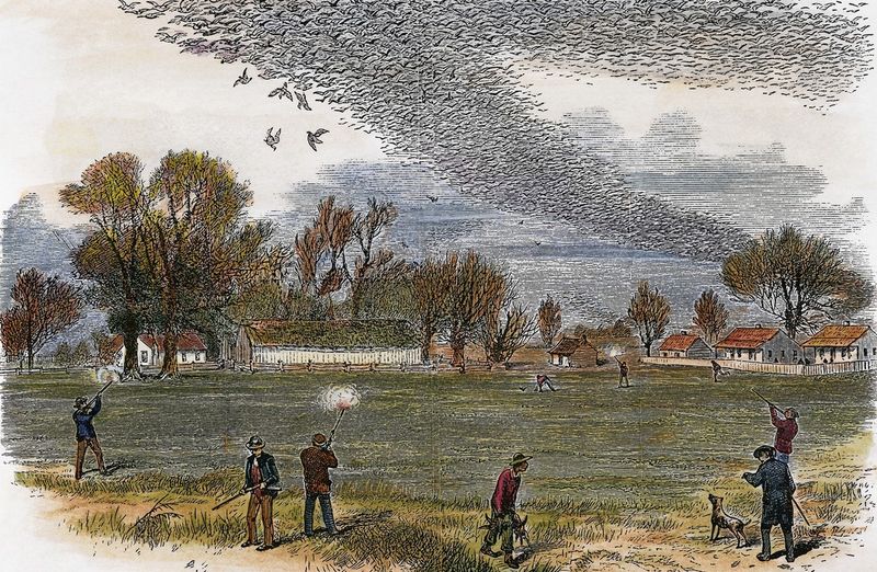 Passenger Pigeons: From Billions to None