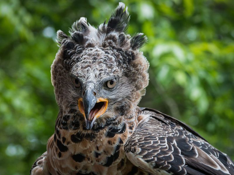 Crowned Eagle Uses Strength To Hunt Large Prey