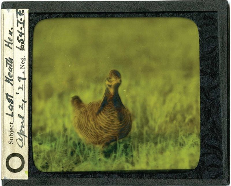 Heath Hen: The Prairie Chicken's Eastern Cousin