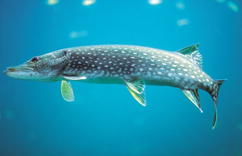 Blue Pike