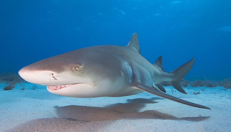 Megalodon: The Ocean's Ultimate Predator