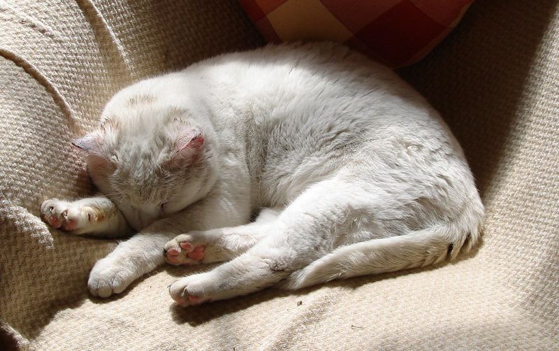 Offer A Warm Spot To Nap