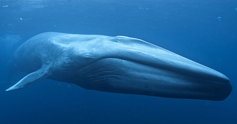 Each Whale Has Unique Pigment Patterns