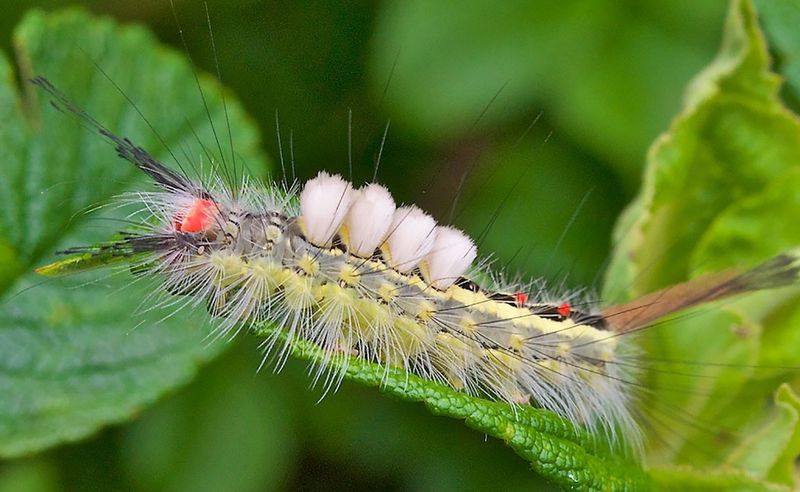 Tussock Moth Caterpillar