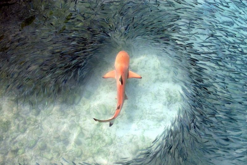 Schools Of Fish: Safety In Numbers? Not Really