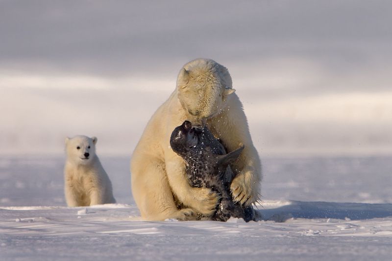 Polar Bears Play With Prey