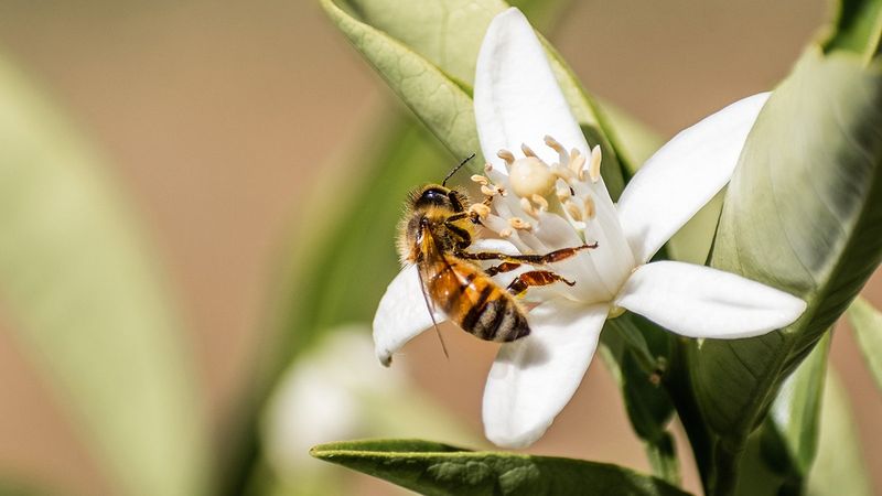 Honeybee Waggle Dance