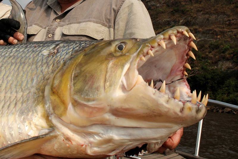 Goliath Tigerfish