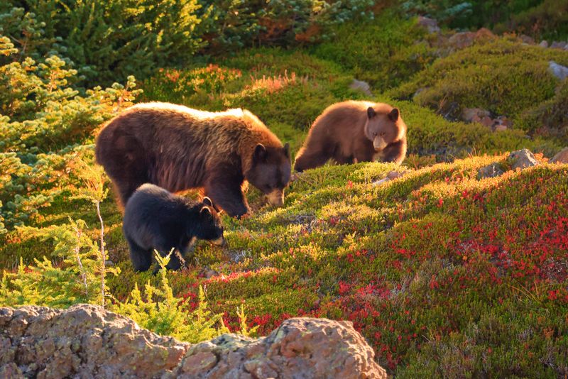 Avoid Hiking Alone In Bear-Heavy Areas