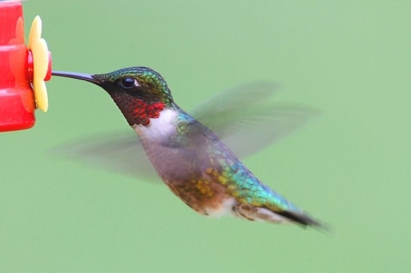 Boiling The Nectar Too Long