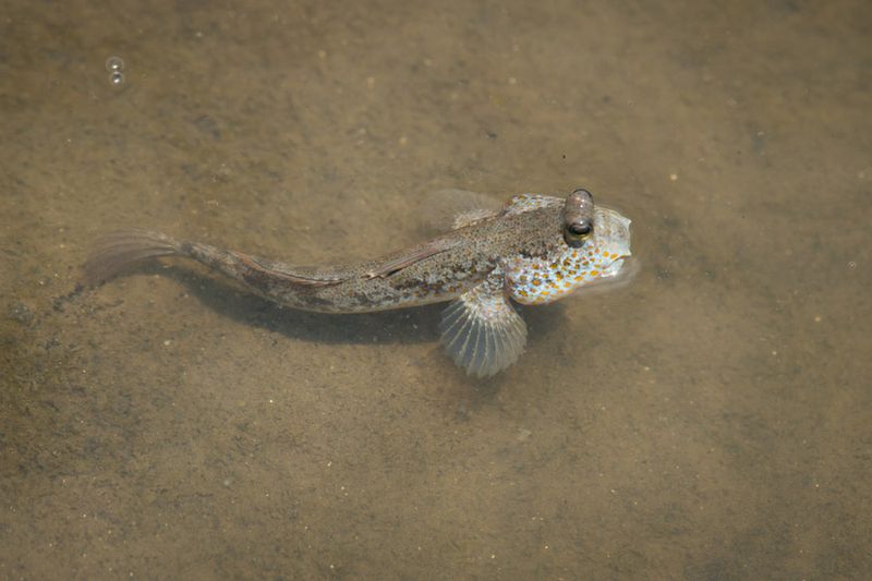 Texas Goby