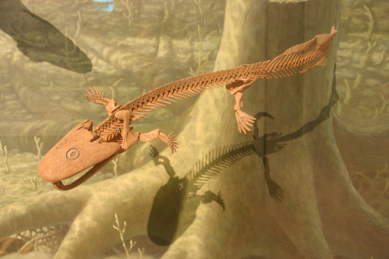 Acanthostega Had Eight Fingers Per Hand