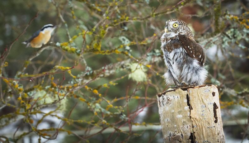 Bird Alarms Going Off