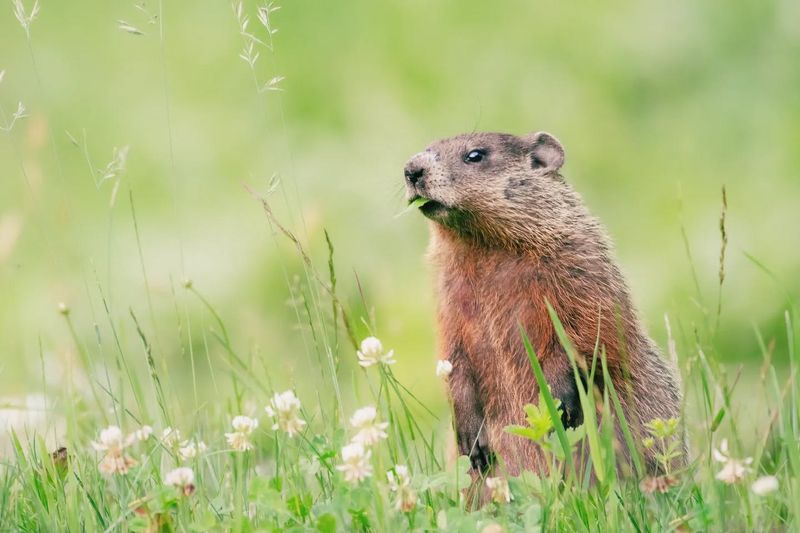 Ultrasonic Repellers Disrupt Their Peace