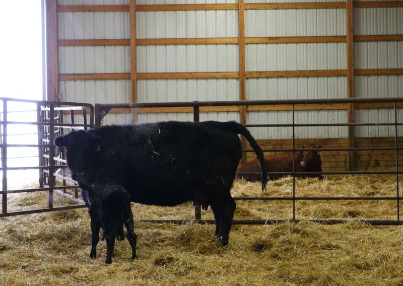 Timing Births To Safer Seasons