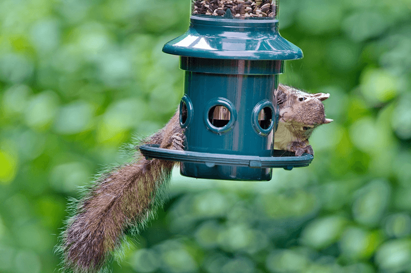 Squirrel-Proof Spinner Feeders