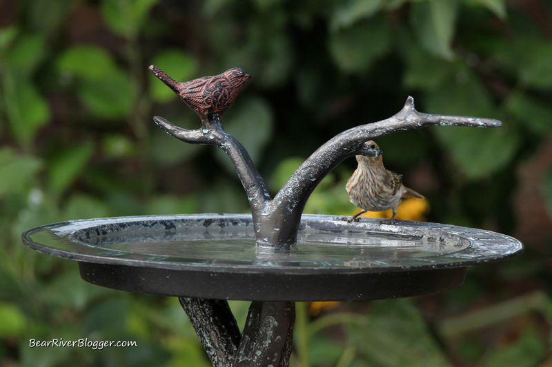 Water Source Nearby