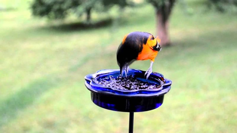Mealworm Offerings: Protein-Packed Treats