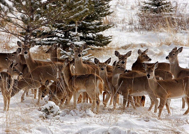 Winter Weather Advantages