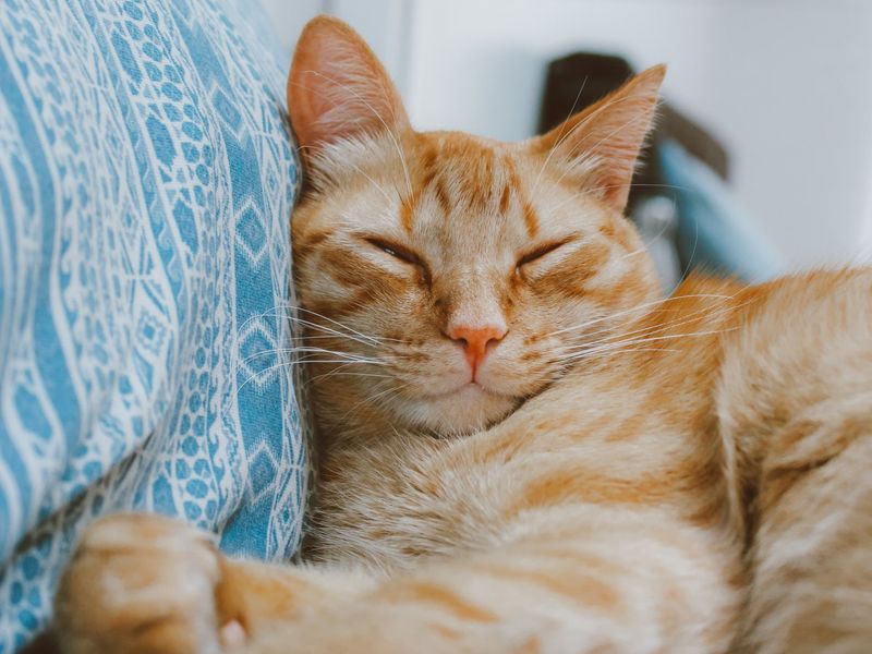 Cats And Purring
