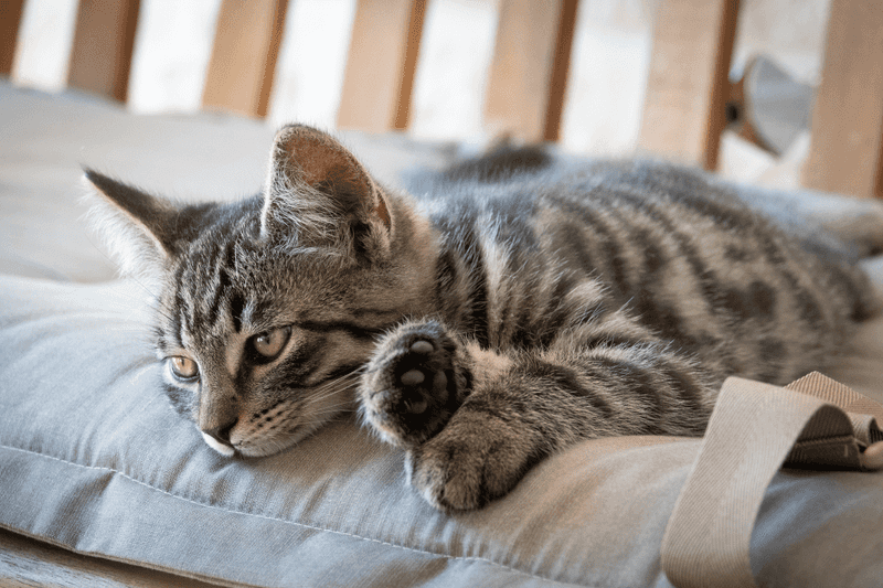 Low-Maintenance Companionship