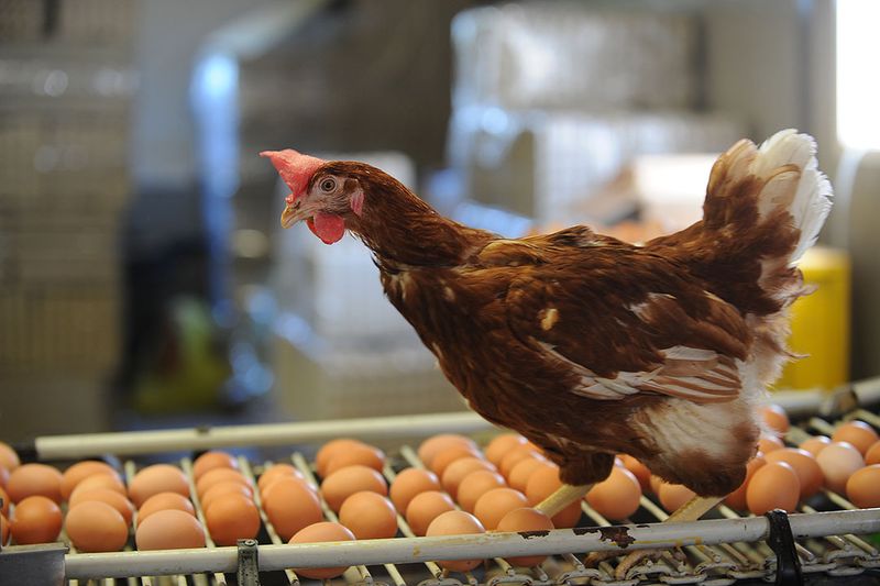 Nutrition Affects Egg Count
