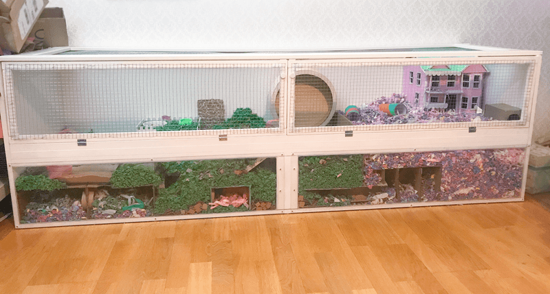 Cage Size Matters Tremendously