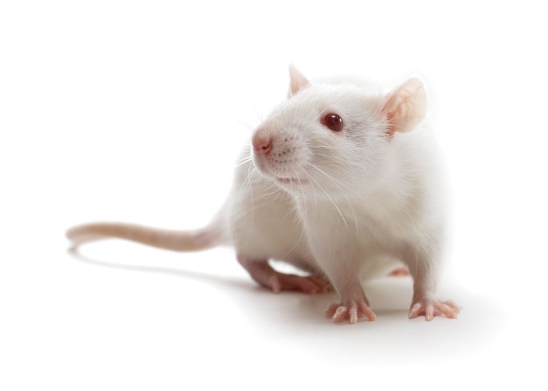 Laboratory Rats Live Differently
