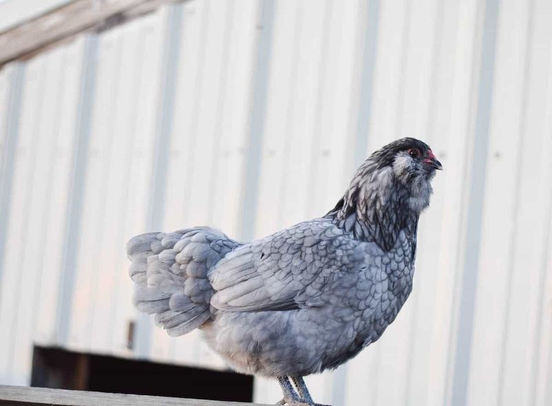 Enchanting Easter Eggers