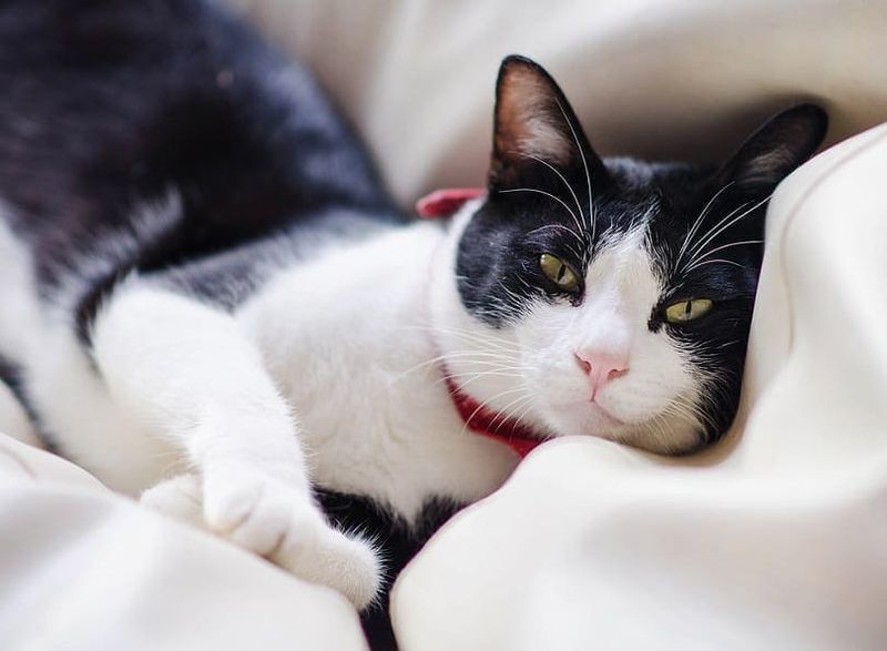 Sophisticated European Shorthair